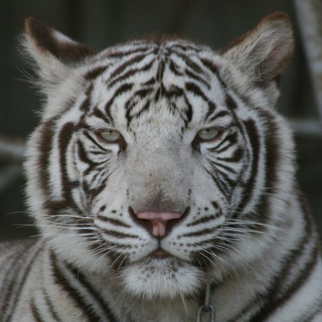 Shirotori Zoo
