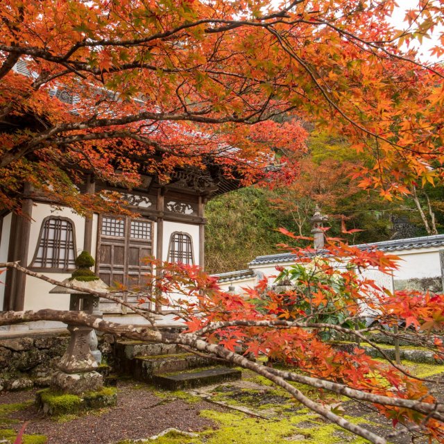 高知縣　佐川町　青源寺