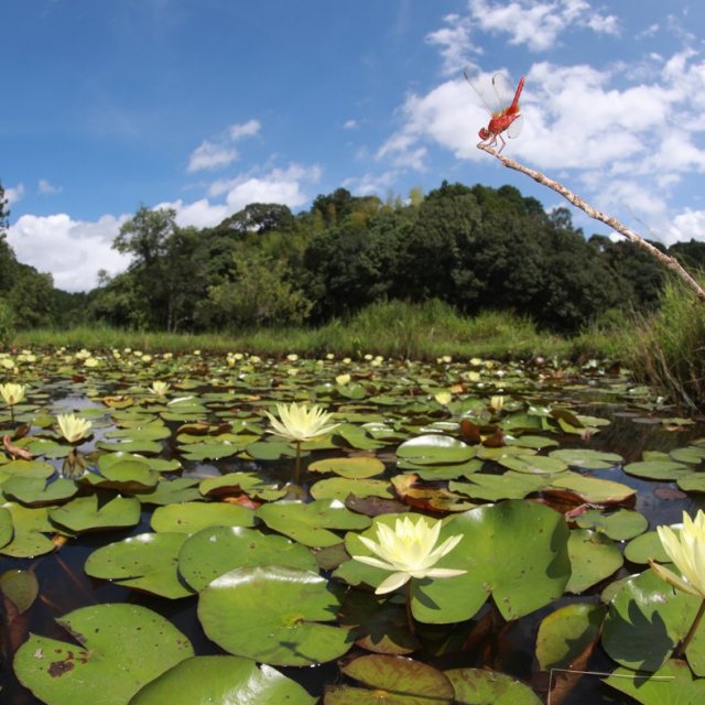 Forms of symbiosis between 'nature' and 'people' as considered from the Shimanto River and dragonflies.