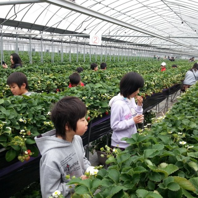 Sky Farm (strawberry picking)