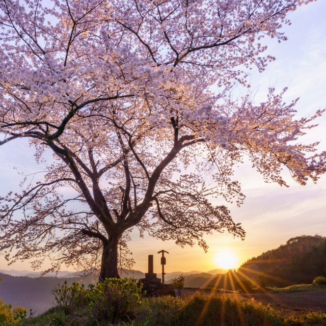 信正の一本桜