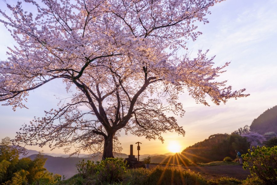 信正の一本桜｜スポット・体験｜四国のおすすめ観光・旅行情報！ 【公式】ツーリズム四国