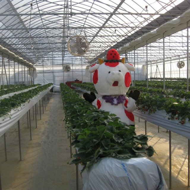 【農業・漁業・畜産体験 】森のいちご　イチゴ狩り