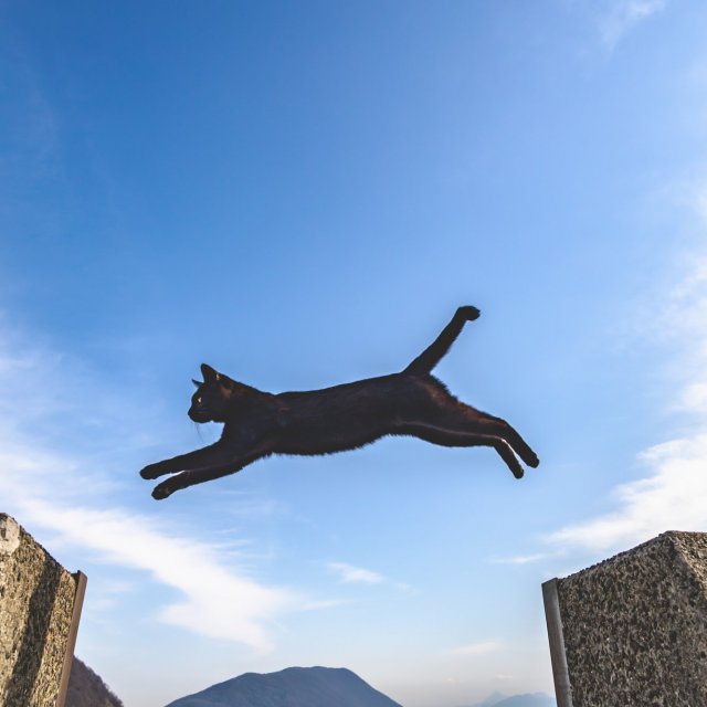 Jumping Cats in Sanagi Island