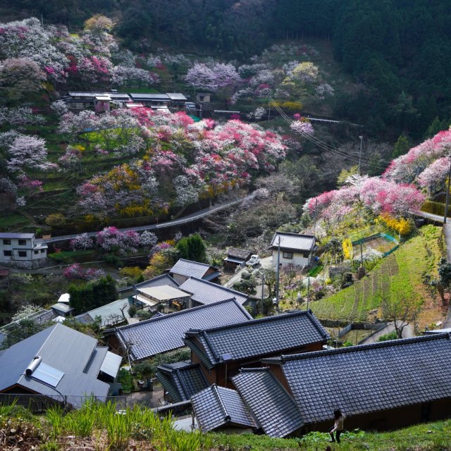 Sakura Season in Kamikuki