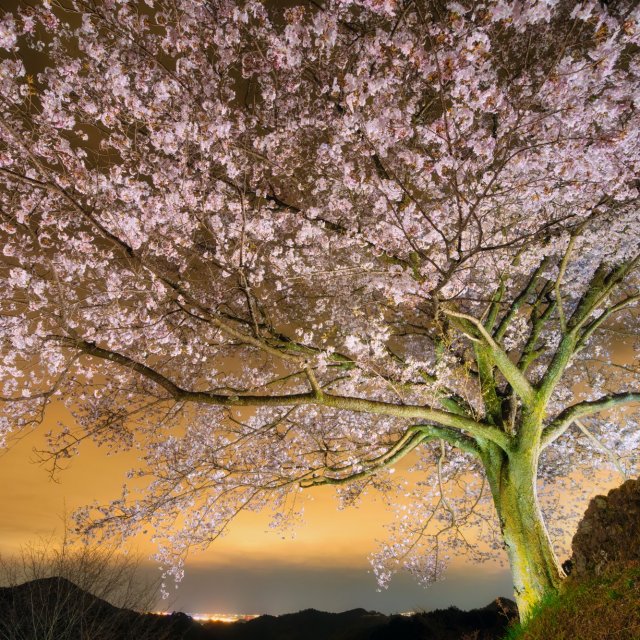 A Cherry Blossom Tree at Yakyo