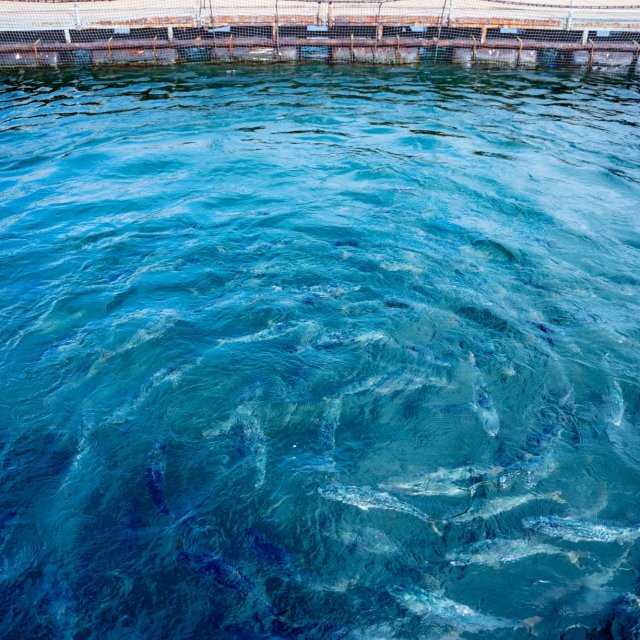 Higashikawa Yellowtail Feeding Experience