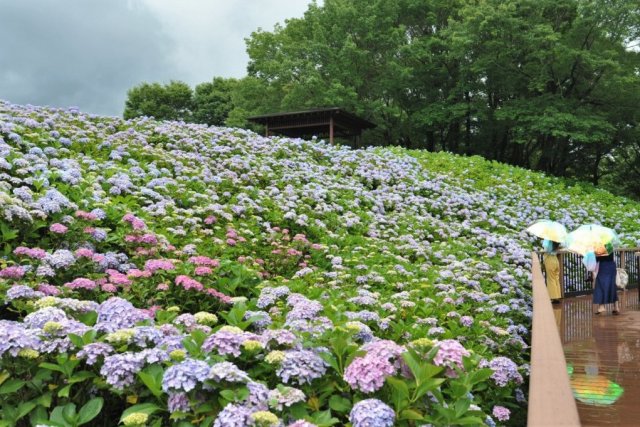 国営讃岐まんのう公園