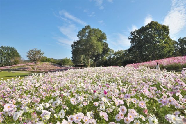 国営讃岐まんのう公園