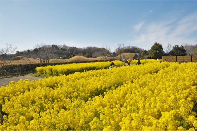 国営讃岐まんのう公園