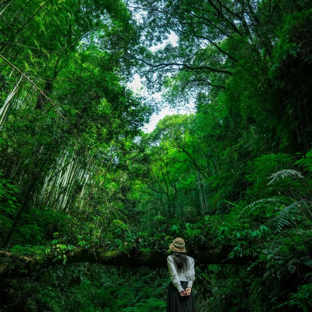 Mikado Valley｜What to See & Do｜Tourism SHIKOKU