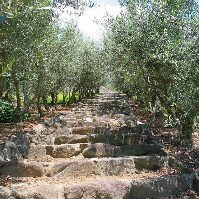 Parc de l’Olive