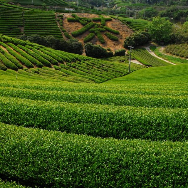 高瀨茶園