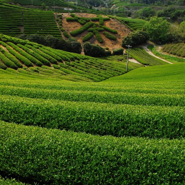 Tea plantation in Takase