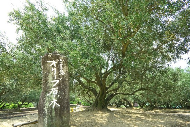 小豆島オリーブ園