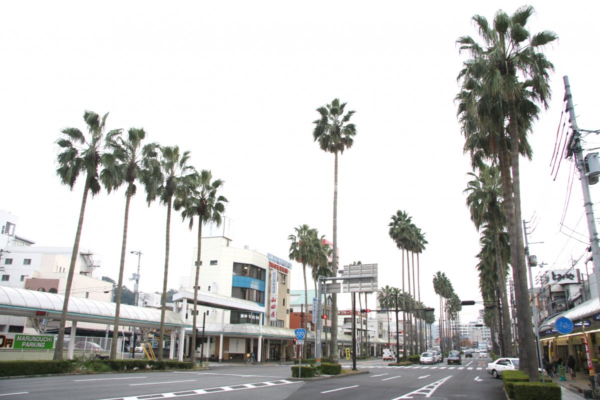 ワシントンヤシ通り|スポット・体験|四国のおすすめ観光・旅行 ワシントンヤシ通り|スポット・体験|四国のおすすめ観光・旅行