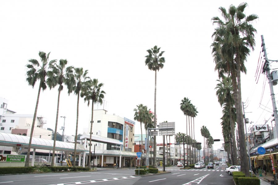 ワシントンヤシ通り｜スポット・体験｜四国のおすすめ観光・旅行