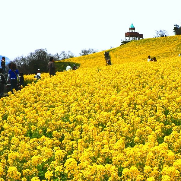 翠波高原 菜の花まつり