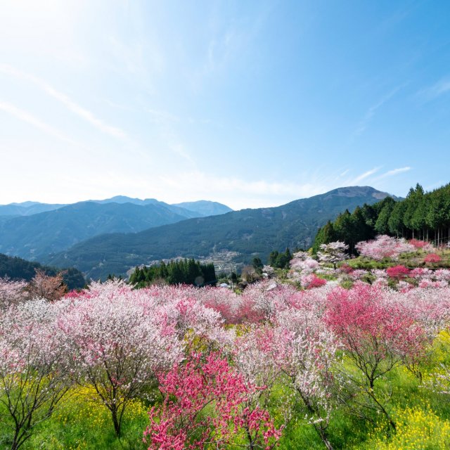 中津　花桃之里（久萬高原町）