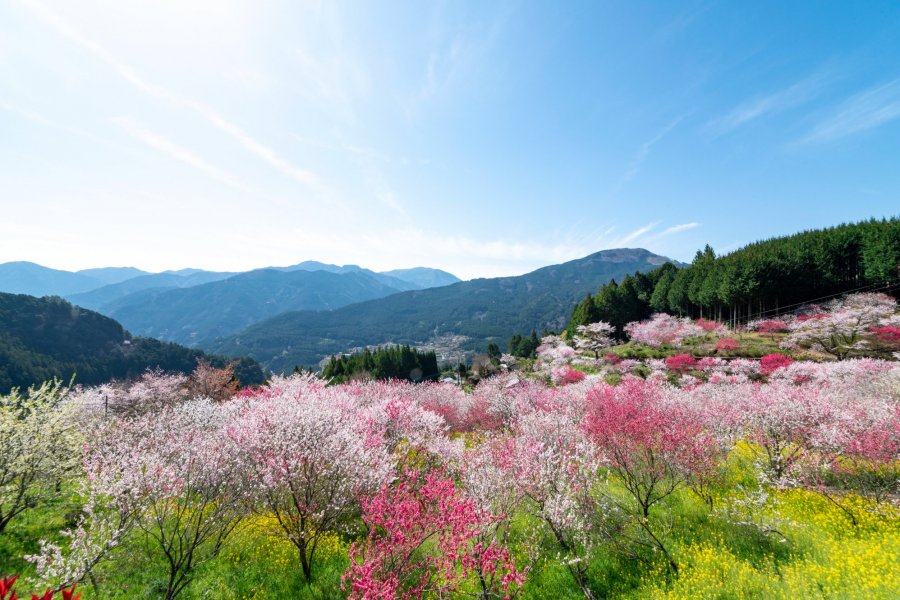 Hanamomo no Sato Peach Blossom Village (Kuma Kogen Town)｜What to