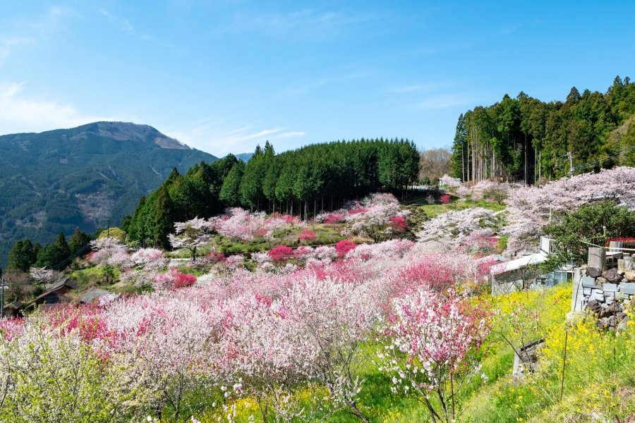 Hanamomo no Sato Peach Blossom Village (Kuma Kogen Town)｜What to See &  Do｜Tourism SHIKOKU