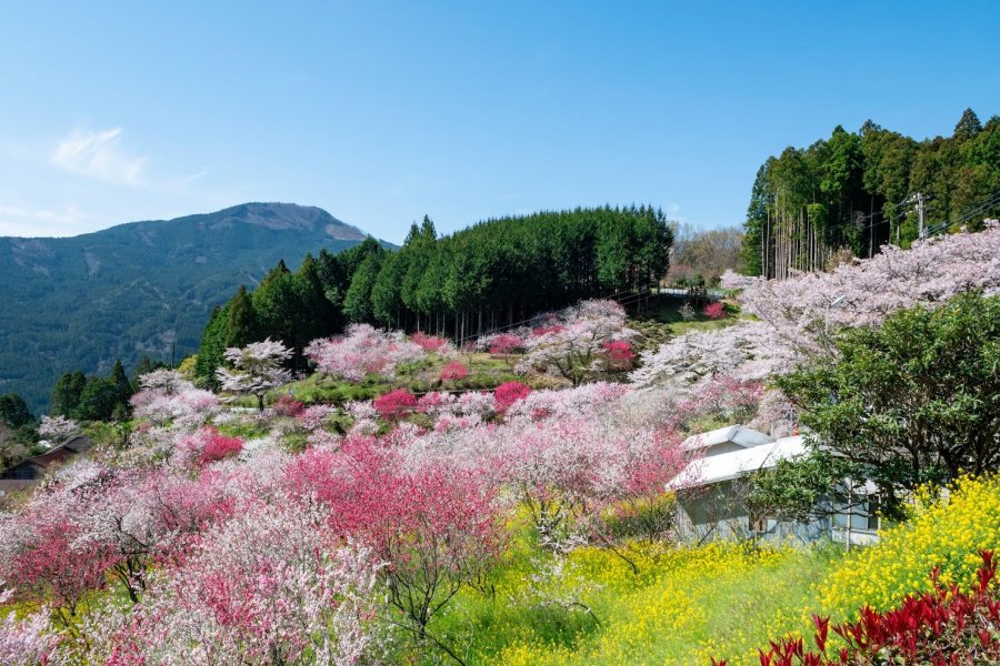 Photomural Peach Blossom from Komar