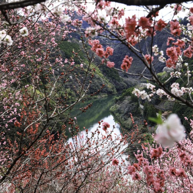 花之鄉公園