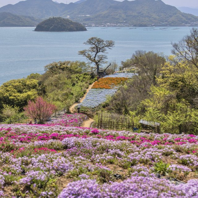 Sky Flower Garden in Shishijima 