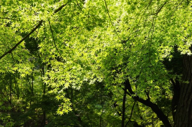 Kotohiki Park