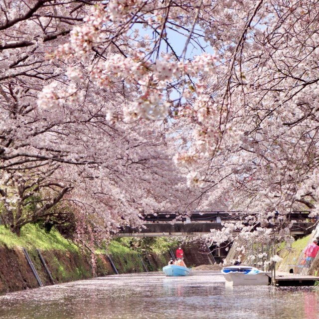 生名櫻花