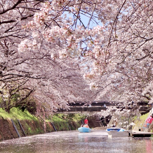 Ikuna Cherry Blossoms