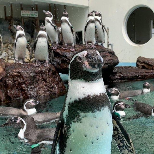 桂浜水族館