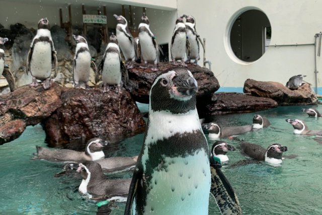 桂浜水族館