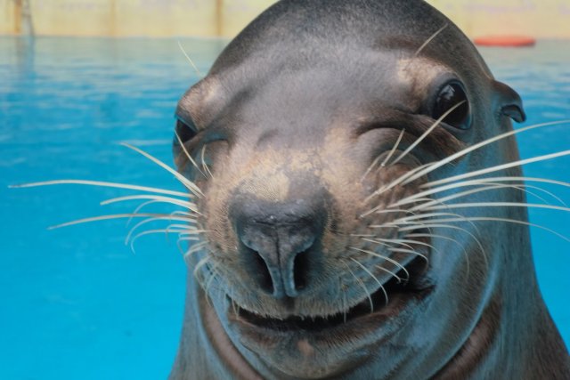 桂浜水族館