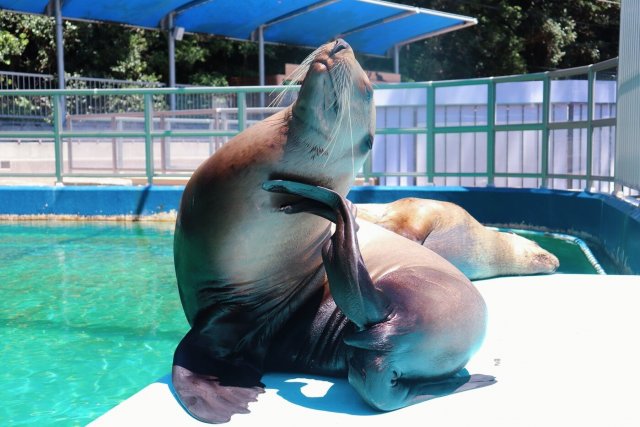 桂浜水族館