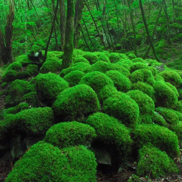 Mt.Yamainudake