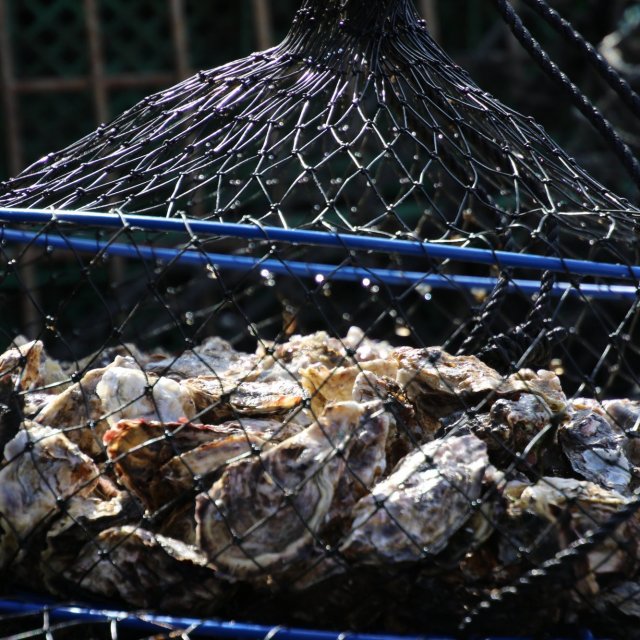 Visiting Takuma Oyster Farm and thinking about how to interact with the sea sustainably.