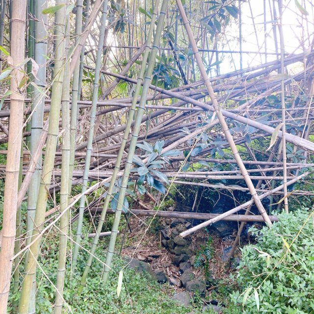 The Future of Forests Learned through Forest and Bamboo Forest Maintenance.