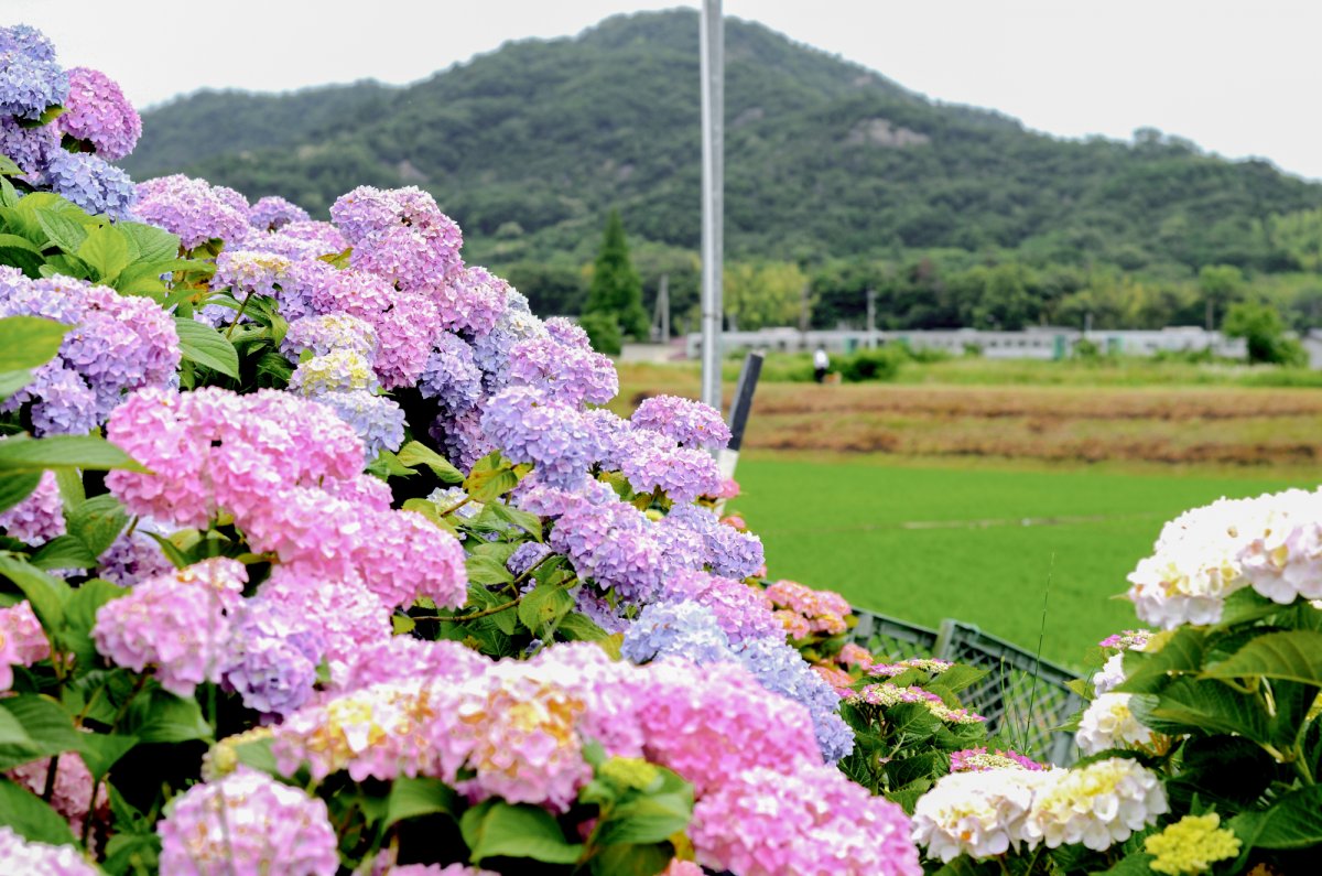 鴨部川あじさい夢ロード｜スポット・体験｜四国のおすすめ観光・旅行情報！ 【公式】ツーリズム四国