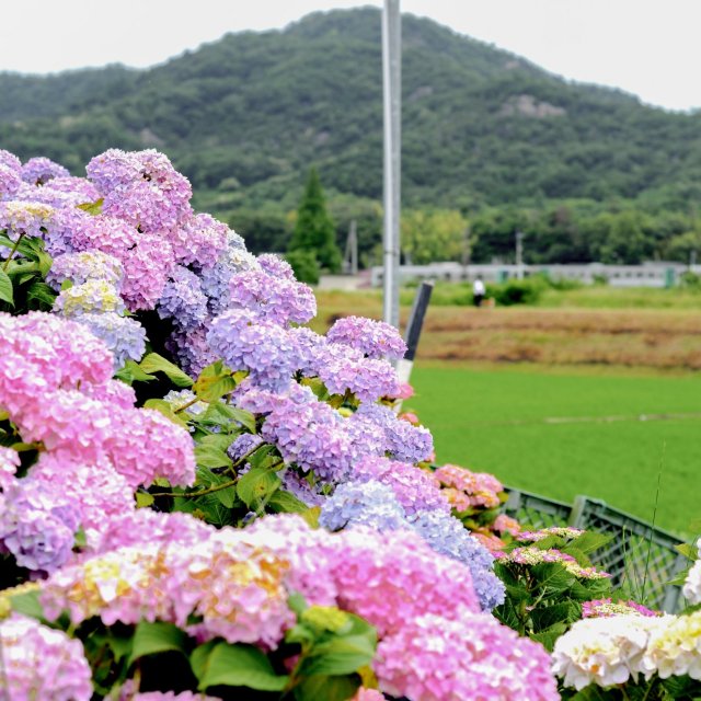 鴨部川あじさい夢ロード
