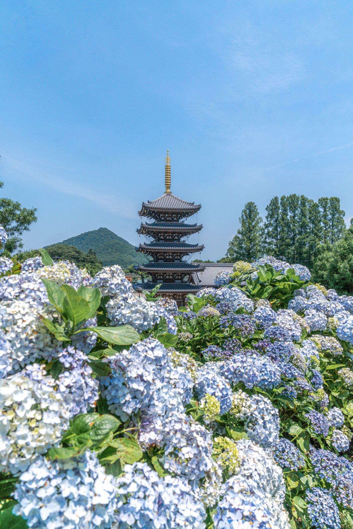 香川】仏生山 来迎院 法然寺（ほうねんじ） – [Kagawa] Houenji