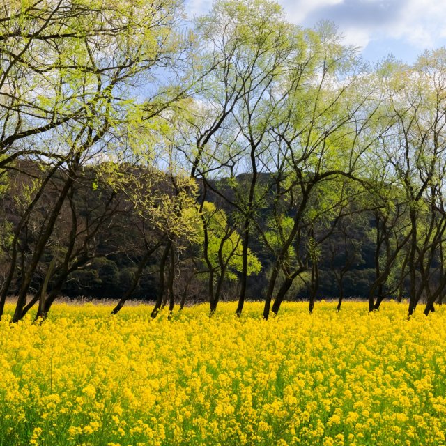 高知县四万十市  入田柳林油菜花田