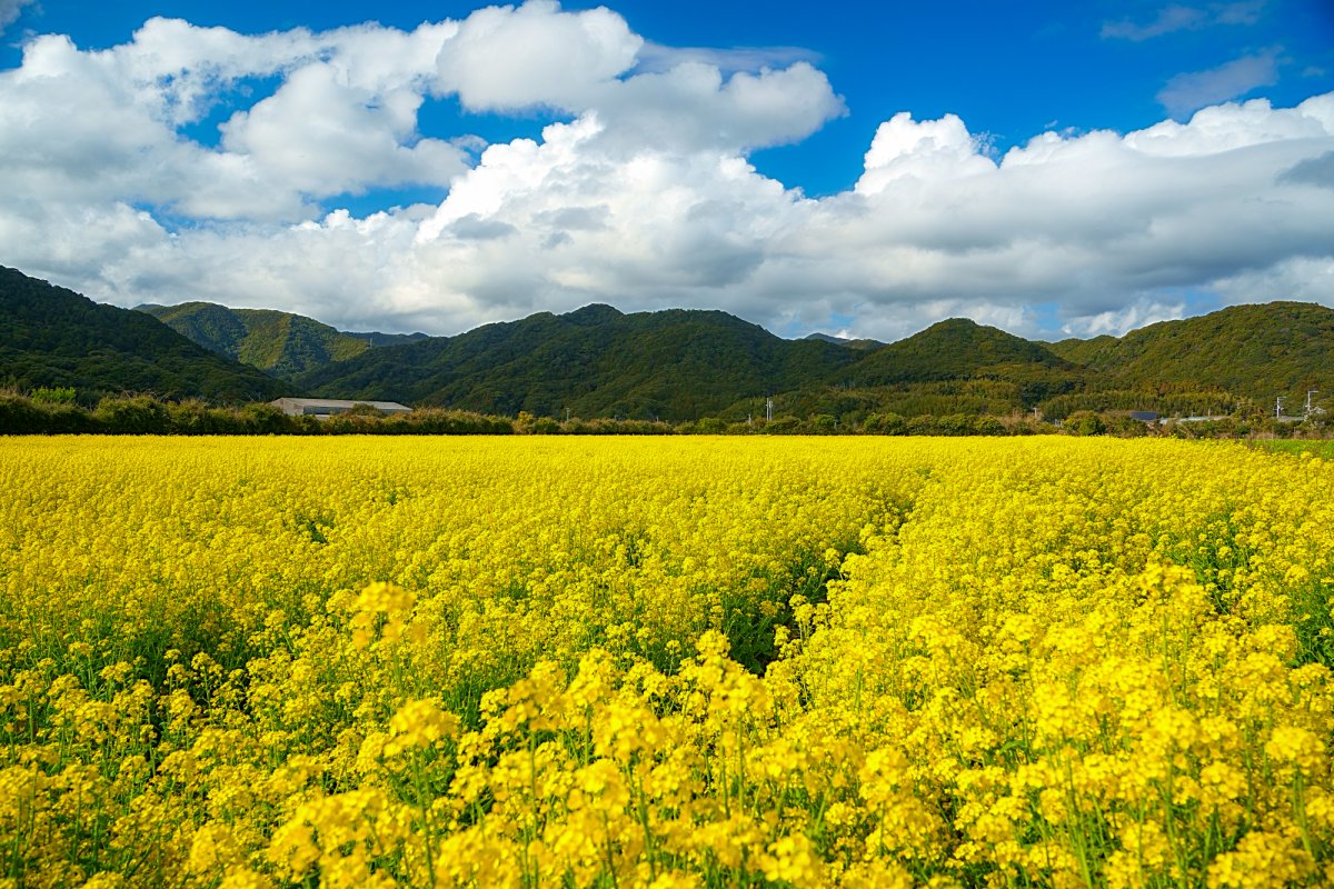 大岐 菜花の畑（菜の花）｜スポット・体験｜四国のおすすめ観光・旅行