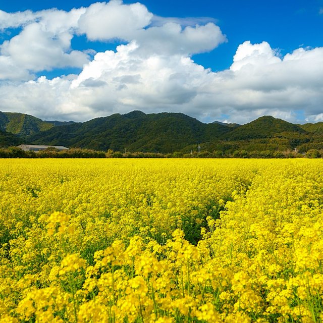 大岐　菜花の畑（菜の花）