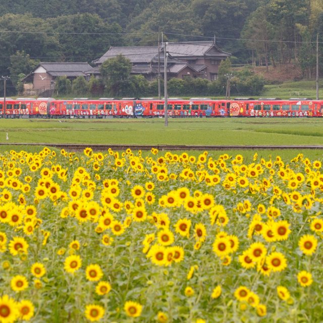 香川縣滿濃町　帆山向日葵田