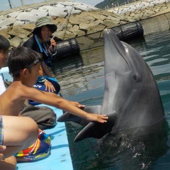 See, touch, and swim Let's go see dolphins!