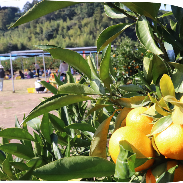 Tosa no Kochi no kudamono-hatake（Mikan Picking Tourist Farm）