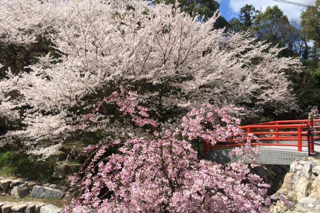 積善山