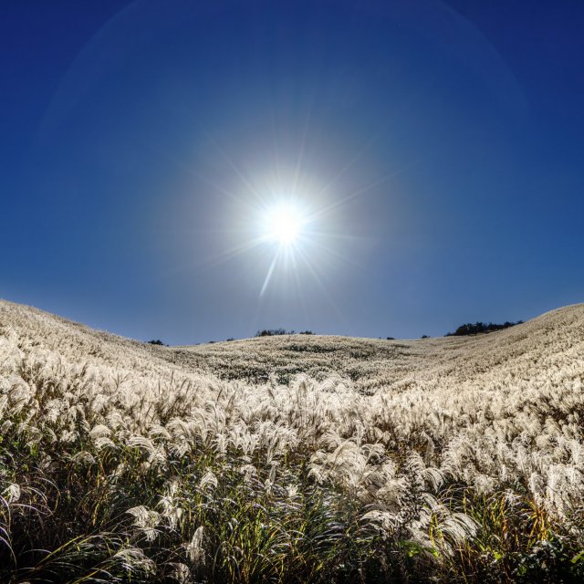 Shiozuka Plateau (sea of clouds, hydrangea, silver grass, paragliding, driving)