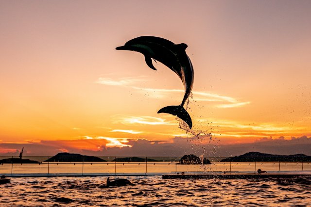 Shikoku Aquarium